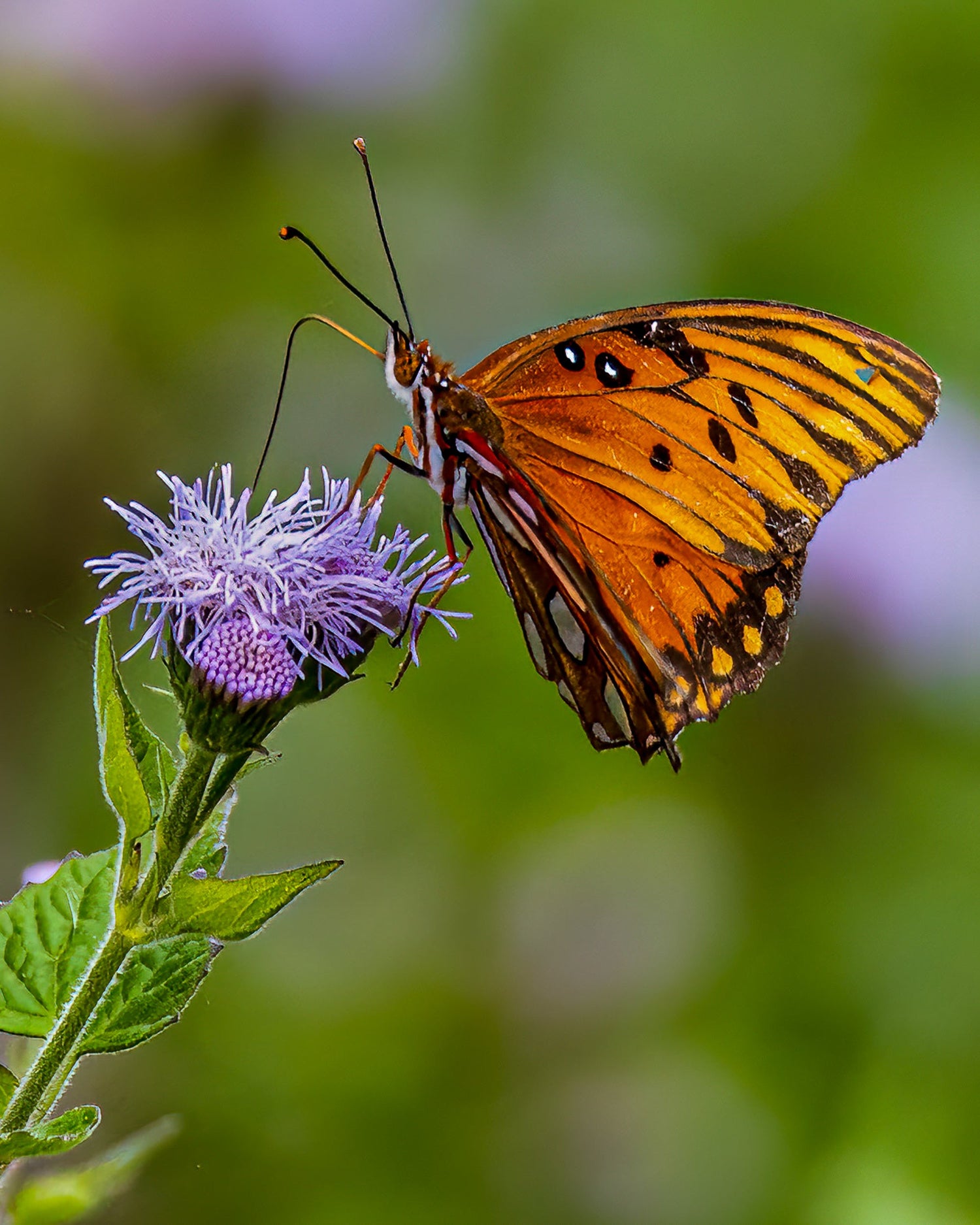 Macro & Nature