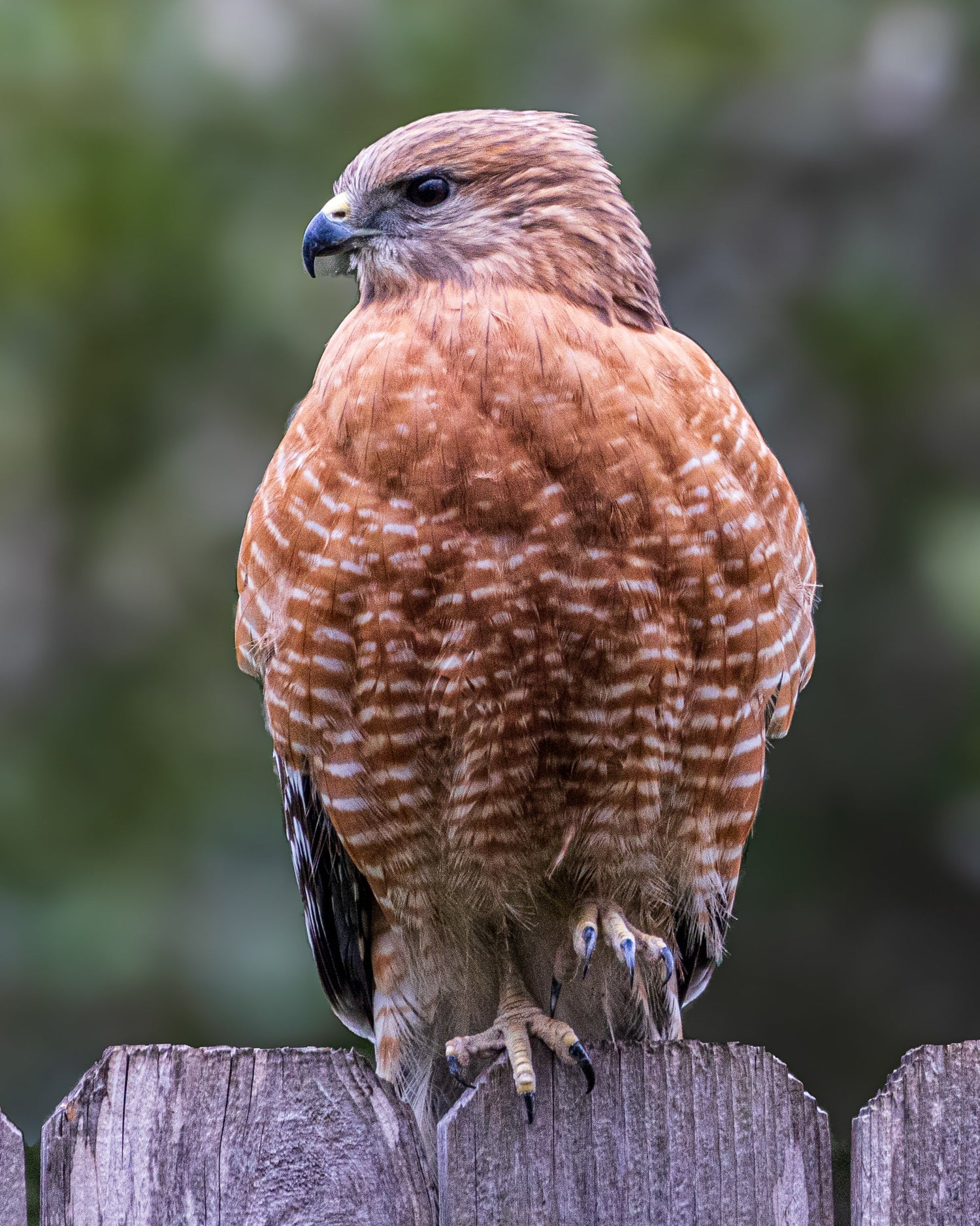 Wildlife & Animals